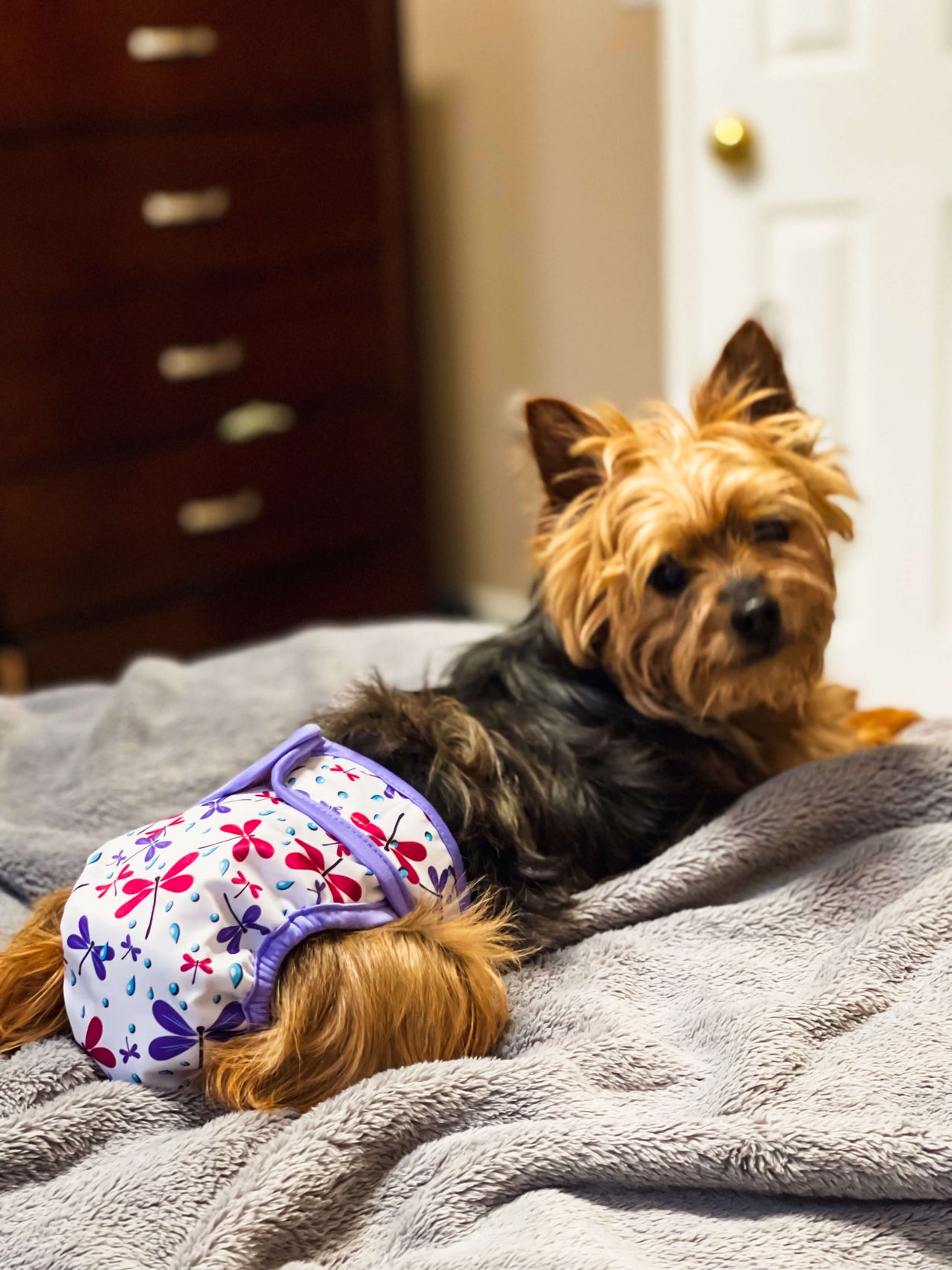 Our model, Chloe, is a Yorkie. She is wearing the Free Spirit Cheekies. 